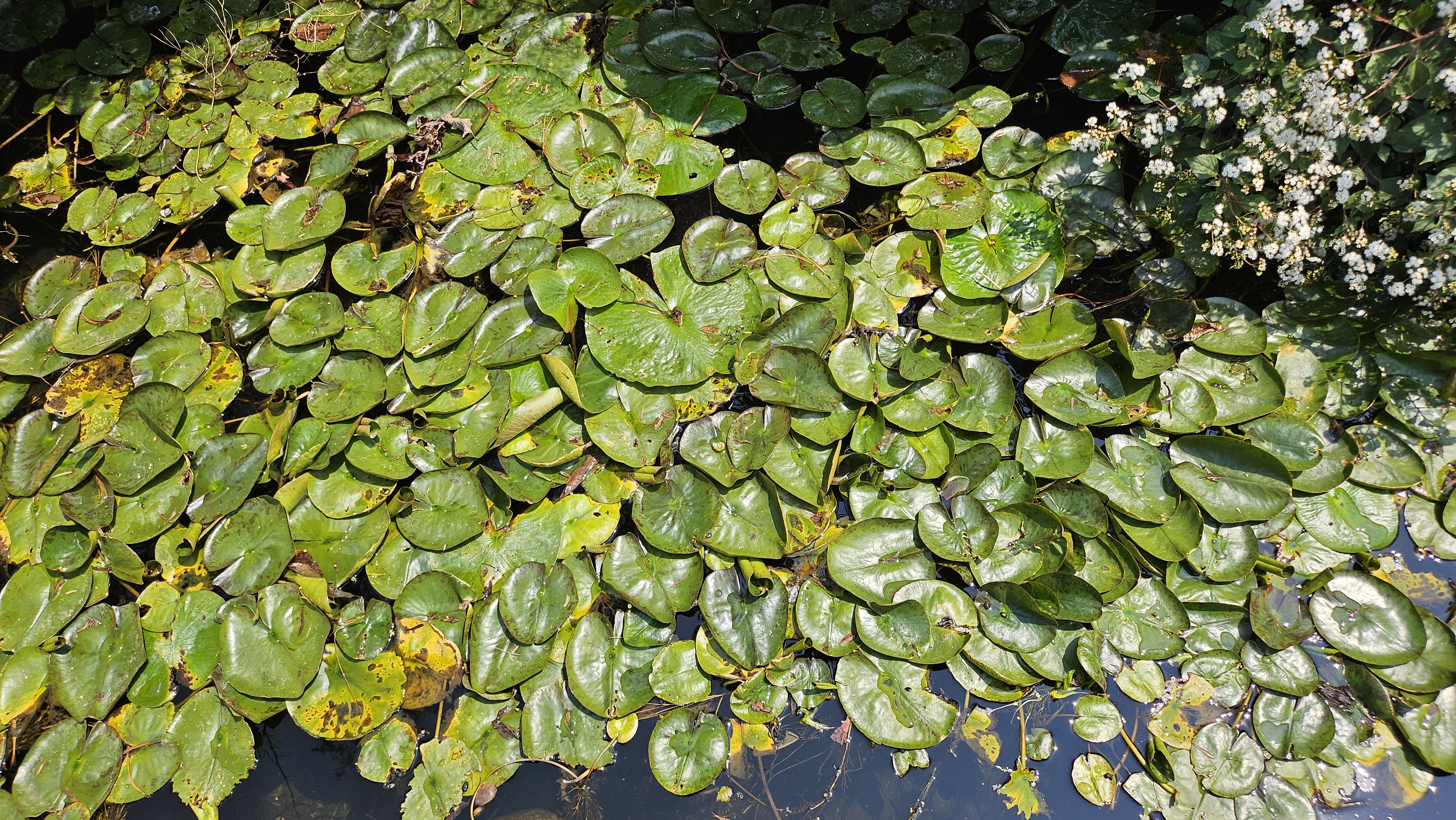 EL JARDÍN BOTÁNICO DE LA UNAM Y LA DIVERSIDAD VEGETAL DE MÉXICO